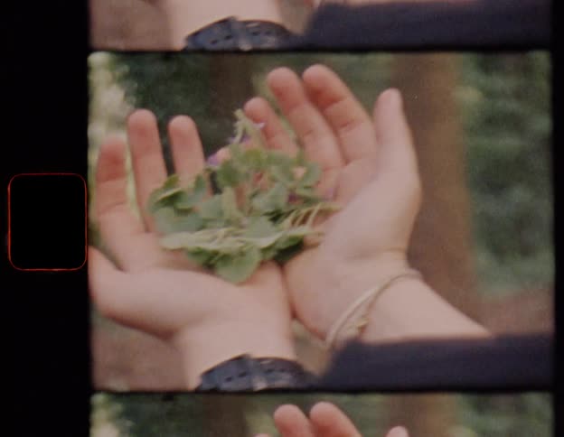 Vintage film footage shows a person's hands holding foraged plants and wildflowers in a natural, outdoor setting