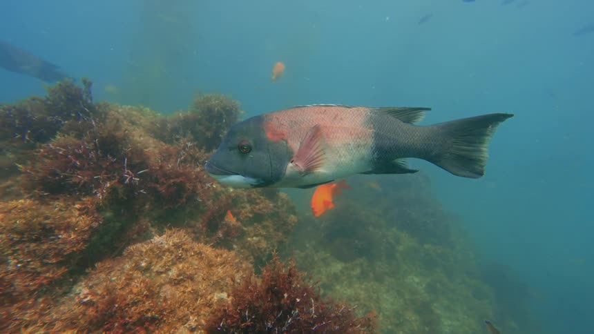A large California sheephead fish swims calmly past a reef with a smaller orange garibaldi fish in the murky ocean water