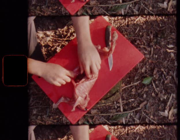 Vintage footage captures an overhead view of a hunter skinning a rabbit on a red cutting board in the woods