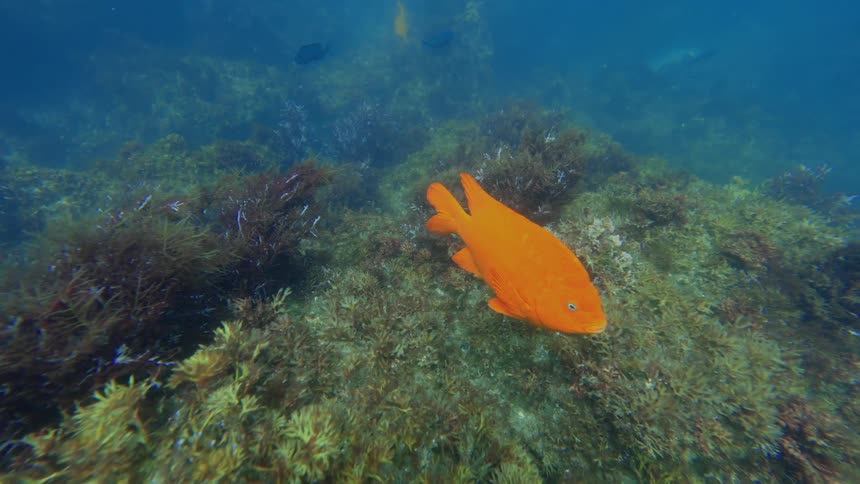 A bright orange Garibaldi fish floats serenely over a rocky reef covered in colorful marine algae