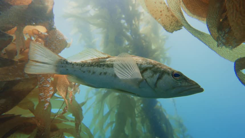 A Calico Bass hovers peacefully amidst the golden fronds of a sunlit kelp forest