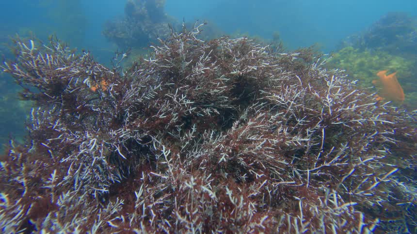 An immersive underwater view of a colorful red and white seaweed bed swaying gently as fish swim by