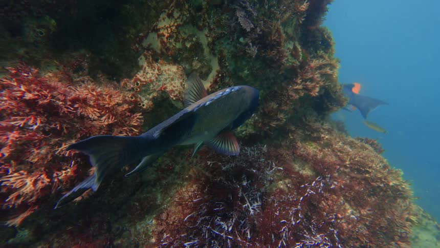 Two California Sheephead fish hover near a colorful kelp-covered reef in the deep blue ocean