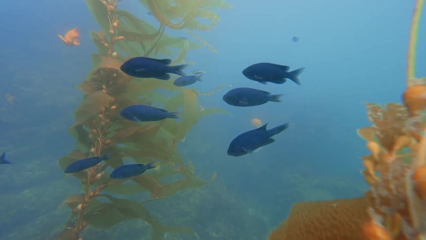 A school of dark blue fish hovers peacefully within a dense underwater kelp forest, with a bright orange Garibaldi in the background