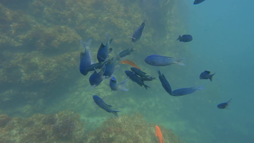 A school of vibrant blue damselfish swims peacefully among orange Garibaldi fish near a rocky, kelp-covered reef