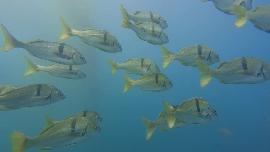 A tranquil underwater view shows a large school of striped fish swimming in unison