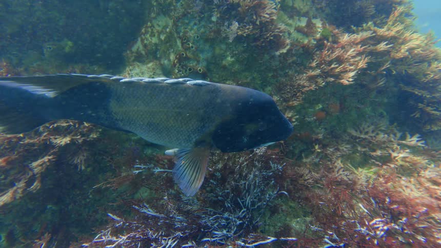 Underwater view of a large bicolored fish with parasites on its back swimming slowly near a seaweed-covered rock
