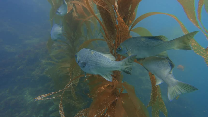 A school of blacksmith fish calmly swim and gather around a stalk of giant kelp in the tranquil blue ocean