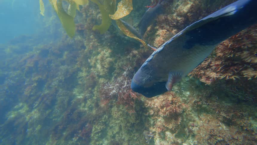 An overhead slow motion shot shows a blue-headed fish swimming gracefully over a colorful reef