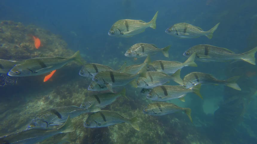 A serene underwater shot captures a school of fish swimming together above a rocky, kelp-covered ocean floor