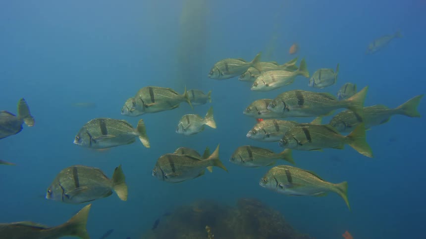 A school of Zebraperch swims gracefully through the deep blue ocean, joined by vibrant Garibaldi fish