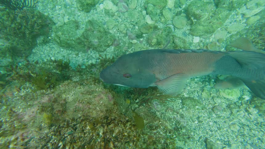 An overhead view shows a California Sheephead swimming over a green, rocky ocean floor