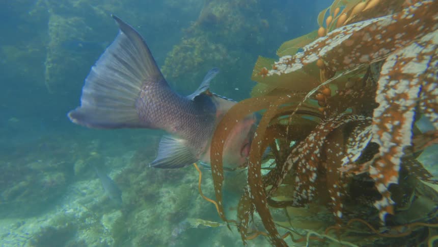 A colorful California Sheephead fish swims slowly and nibbles on giant kelp in a beautiful underwater marine ecosystem