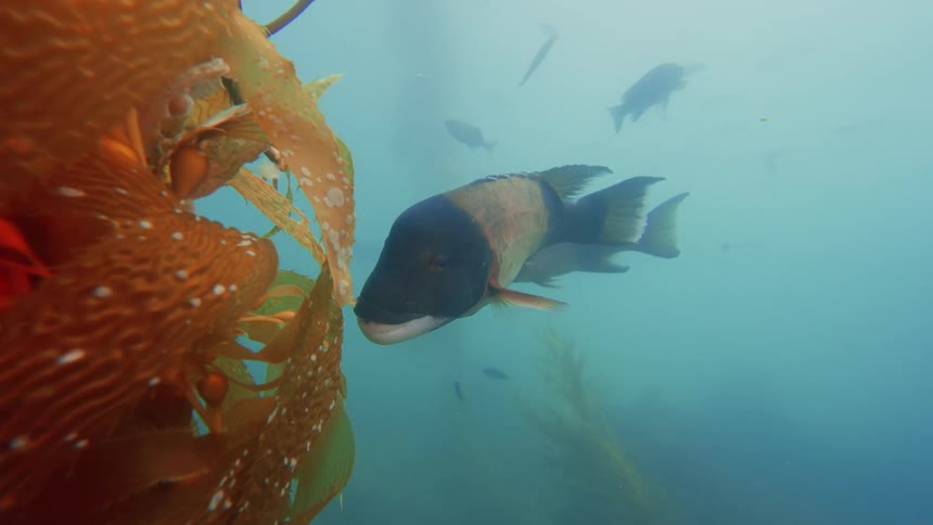 Close-up of a large California sheephead fish peacefully swimming next to a stalk of kelp in the murky ocean water