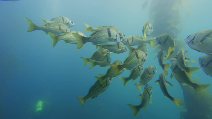 A school of striped fish and vibrant orange Garibaldi swim serenely in a kelp forest as a scuba diver observes from the background