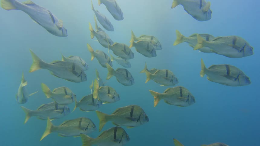 A tranquil underwater scene captures a large school of silver fish with yellow fins swimming together in the clear blue ocean