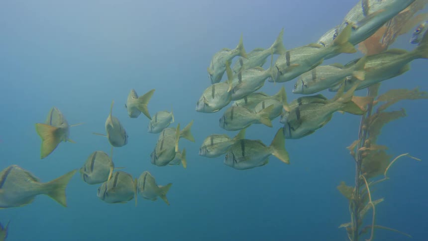 A school of striped fish swims calmly in the deep blue water next to a stalk of kelp