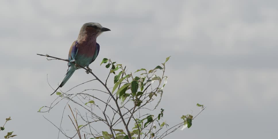 A colorful bird sits on a small branch