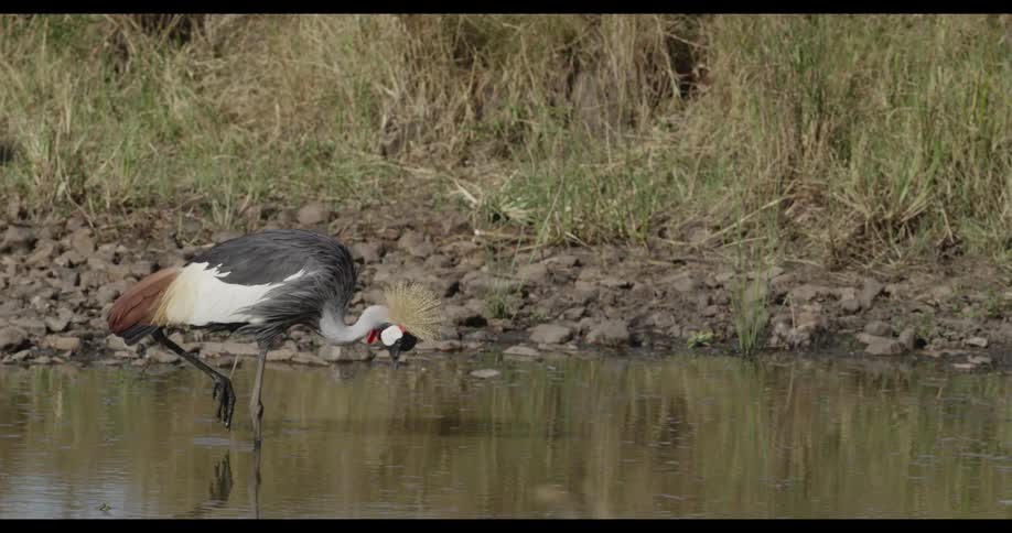 A bird drinks water from a creek