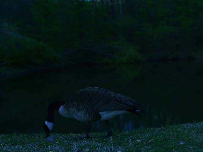 A solitary Canada goose grazes on the grassy bank of a pond in the dim light of dusk