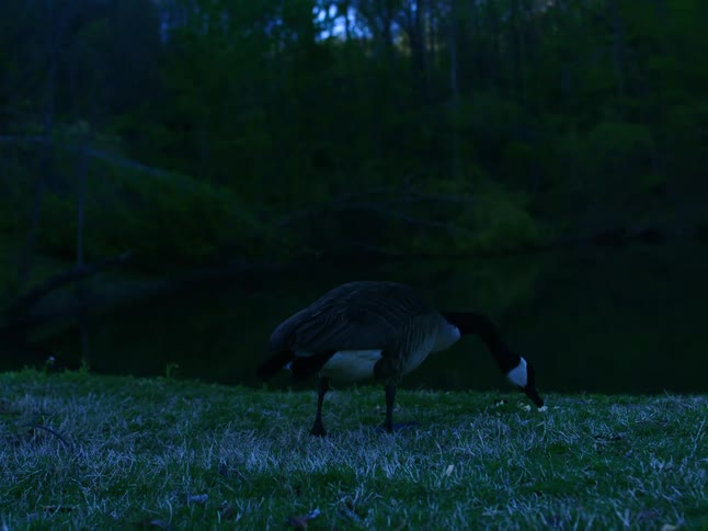 A Canadian goose eats grass on a dark, quiet riverbank at twilight