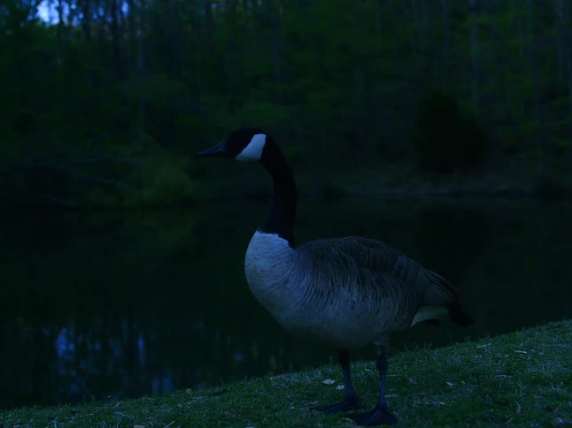 A lone Canadian goose grazes on the grassy bank of a tranquil pond at dusk