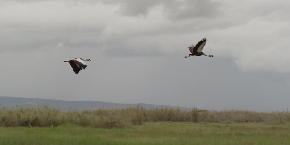 Two cranes fly over the land and near the elephants