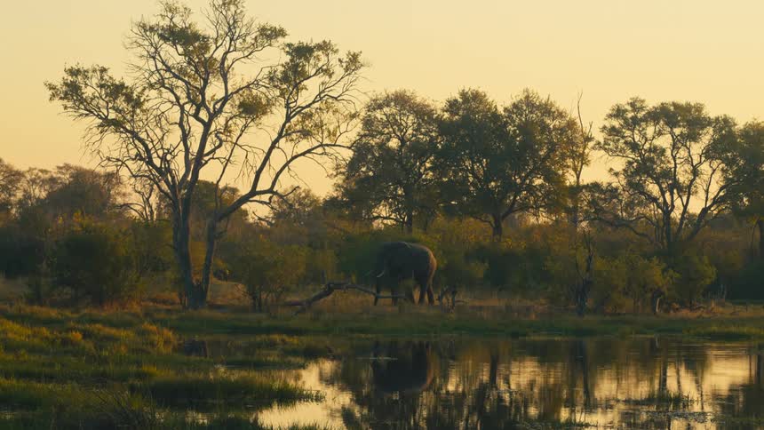 A lone elephant grazes by a tranquil watering hole in the African savanna during a beautiful golden sunset