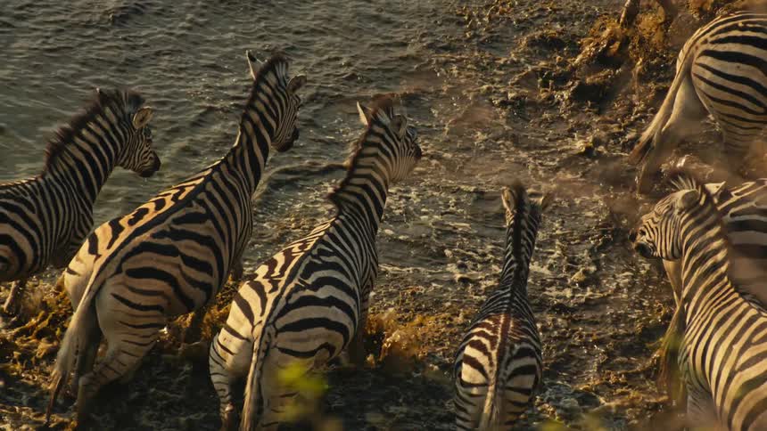 A herd of zebras majestically cross a muddy river in slow motion, illuminated by the golden light of the sun