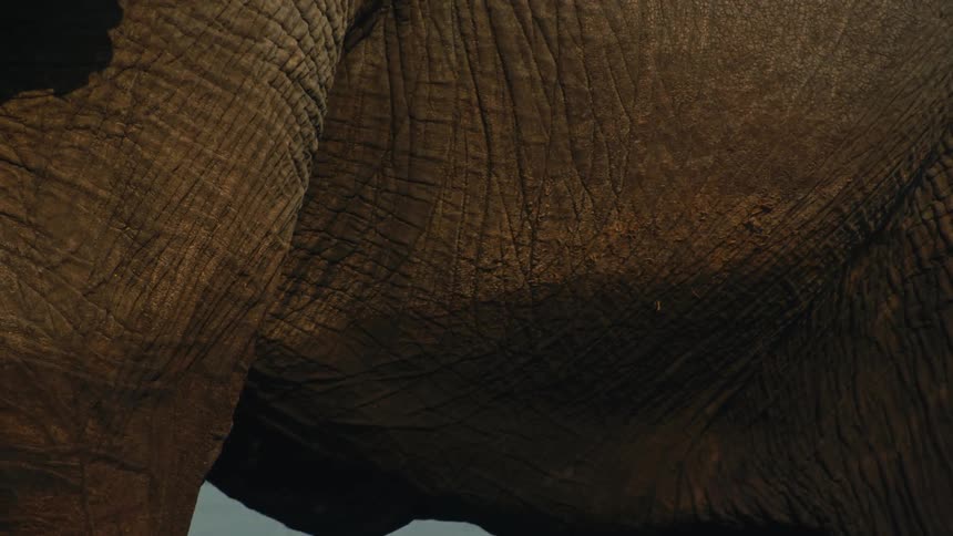 A detailed close-up of an elephant's wrinkled hide, showing the intricate textures and patterns of the skin