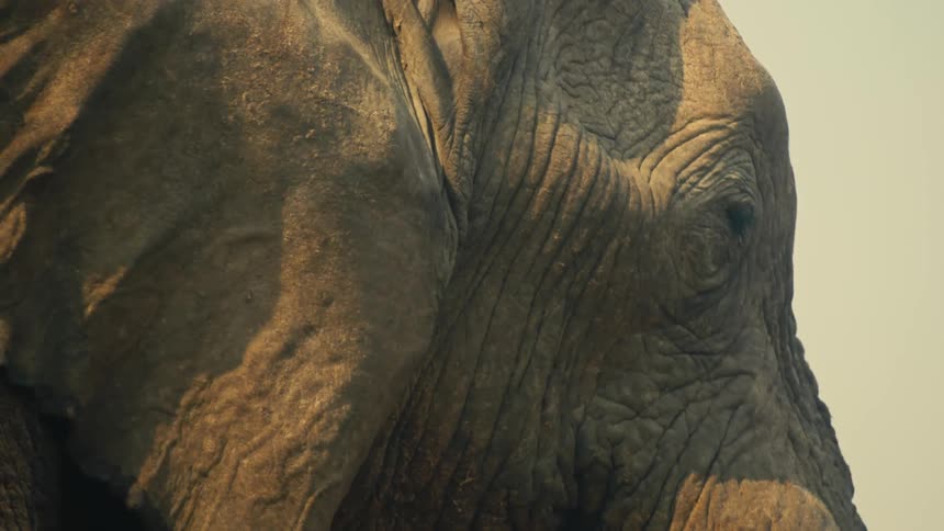 A dramatic slow-motion close-up of an elephant's textured ear flapping in the warm glow of the golden hour