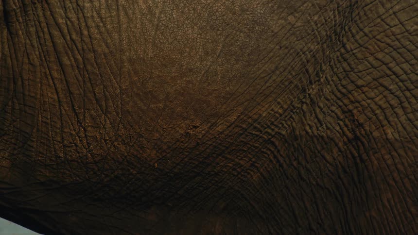 An extreme close-up view of the detailed, wrinkled texture of an elephant's skin