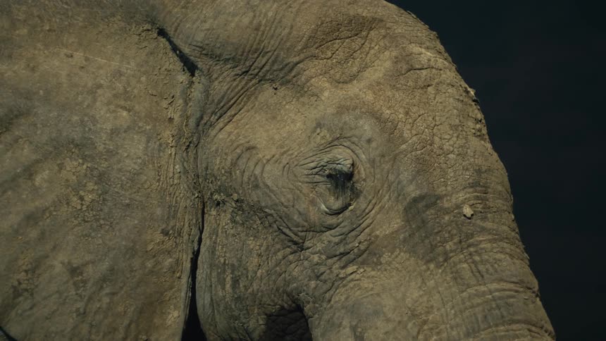 A dramatic extreme close-up of an elephant's eye, highlighting the incredible texture and wrinkles of its skin against a solid black background