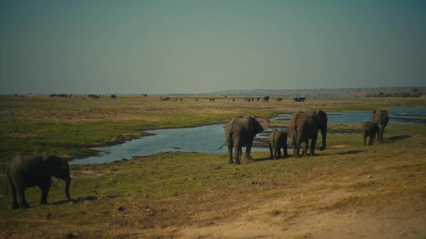 A family of elephants with their young calves stand by a watering hole on the vast African savanna
