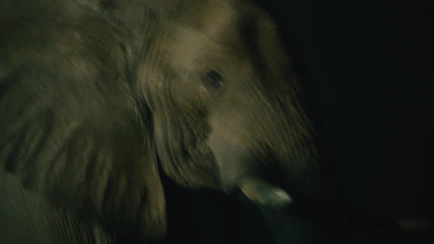 An extreme close-up of a wild elephant's face, eye, and tusk illuminated in the dark of night