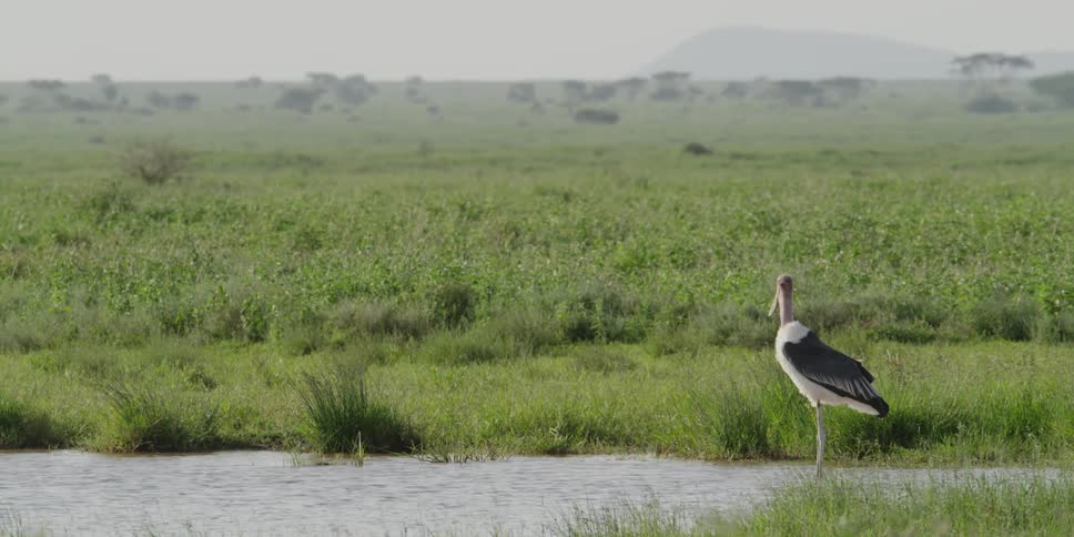 A bird standing in a river