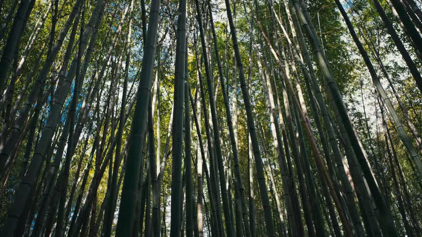 A low-angle view looking up through a dense bamboo forest with sunlight peeking through the canopy