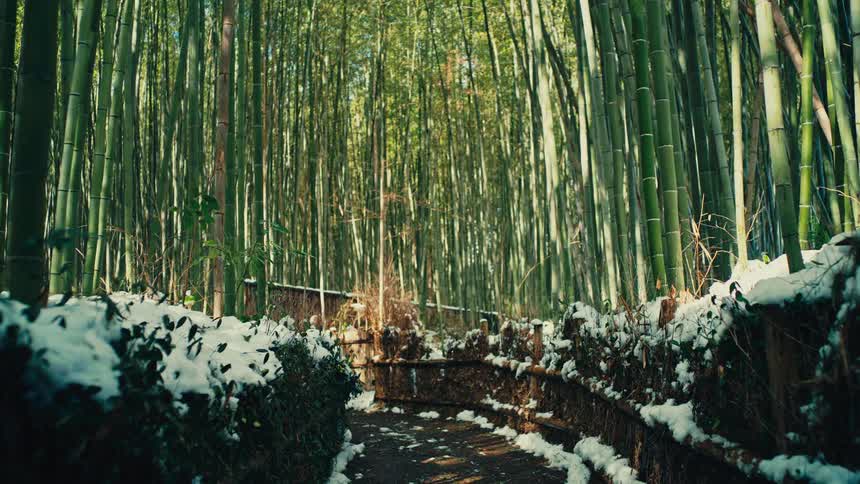 A serene, snow-dusted path winds through a towering green bamboo forest in winter