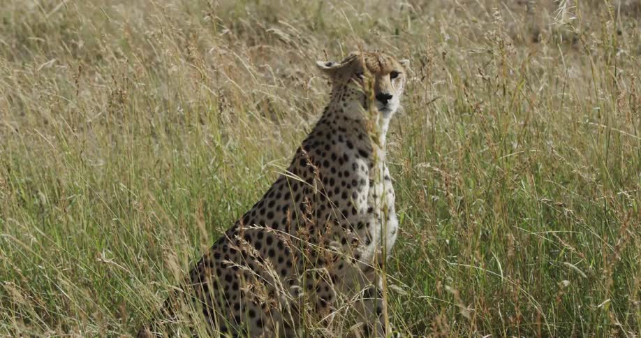 Cheetah sitting in tall grass