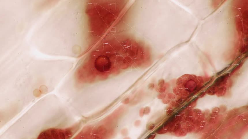 Close-up microscopic view of red biological cells undergoing scientific analysis with animated data overlays