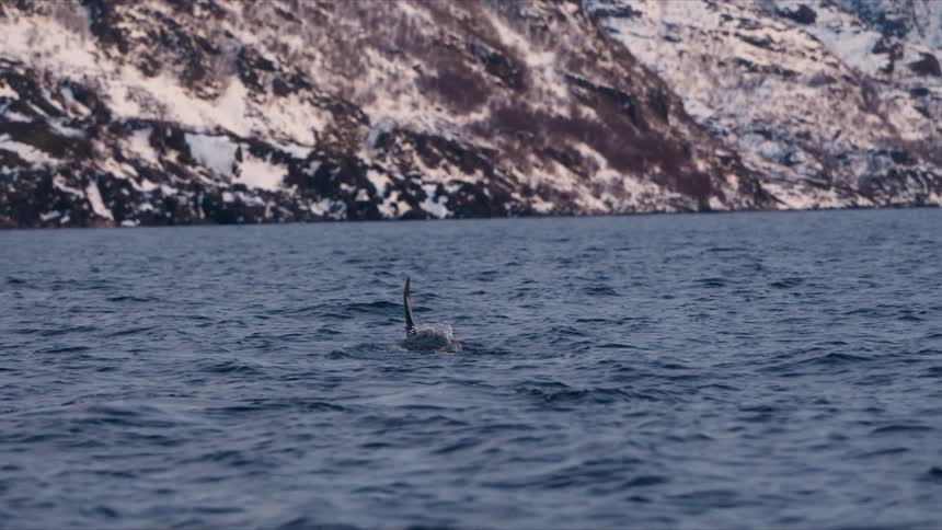 The dorsal fin of a killer whale slowly sinks into the dark blue water of a fjord against a backdrop of snow-covered mountains