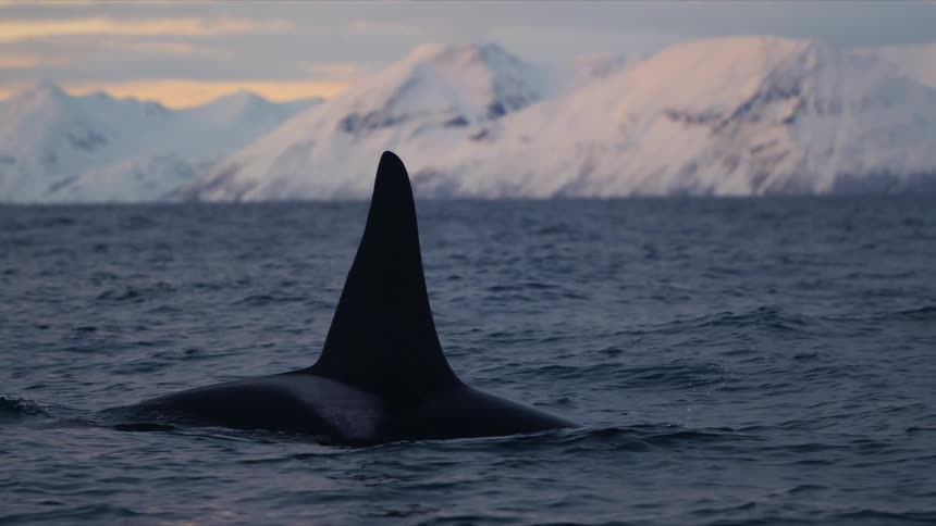 A majestic orca swims slowly through arctic waters at sunset, its dorsal fin slicing through the surface in front of distant, snow-covered mountains