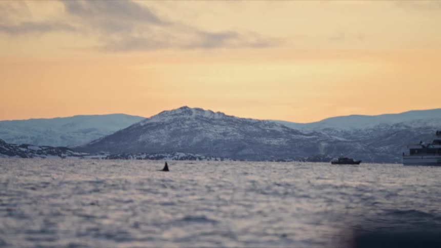 An orca's dorsal fin surfaces in a cold, icy fjord at sunset, with snow-dusted mountains in the distance