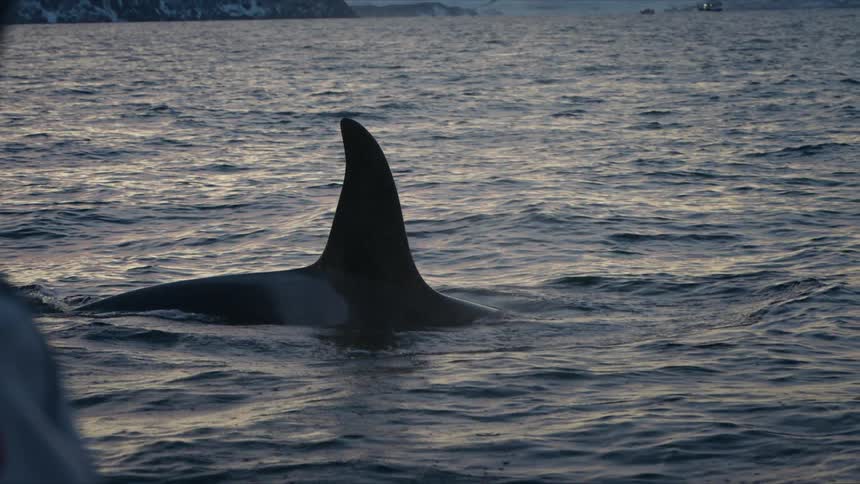 An Orca whale gracefully swims alongside a whale-watching boat in a serene arctic fjord during a winter sunset