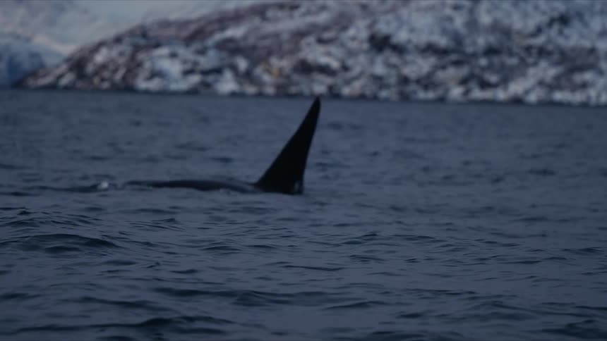 A lone orca's dorsal fin breaks the surface of a frigid arctic fjord before the whale dives back into the deep