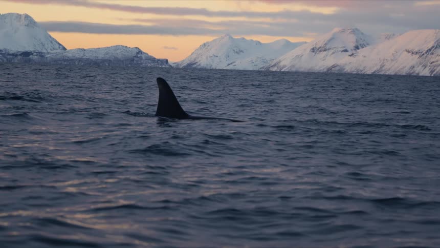 A majestic killer whale gracefully swims in the arctic sea, with a stunning backdrop of snow-covered mountains during a beautiful sunset