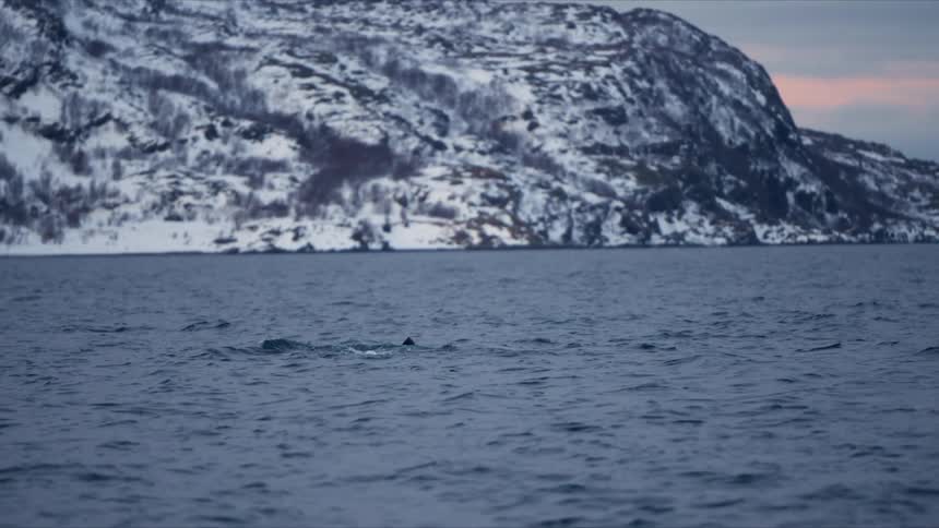 The tail of a majestic Humpback whale gracefully dives into the icy waters of a Norwegian fjord in slow motion