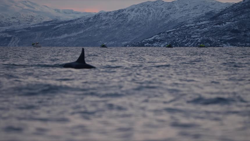 An orca's fin cuts through the water of a Norwegian fjord at dusk, with snow-covered mountains and distant boats in the background