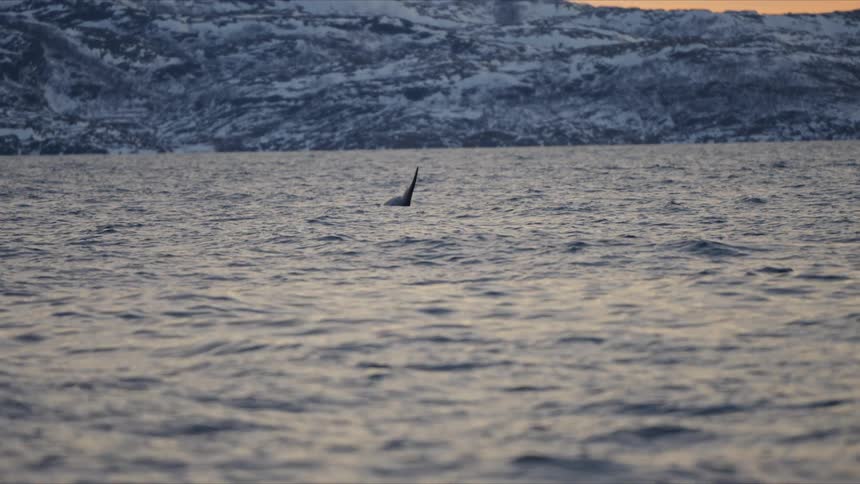 A majestic Orca whale swims through the arctic ocean at sunrise, its dorsal fin cutting through the water before it dives below the surface