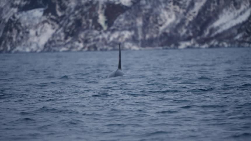 A majestic killer whale spouts water from its blowhole while swimming in the arctic sea, with snowy mountains in the background